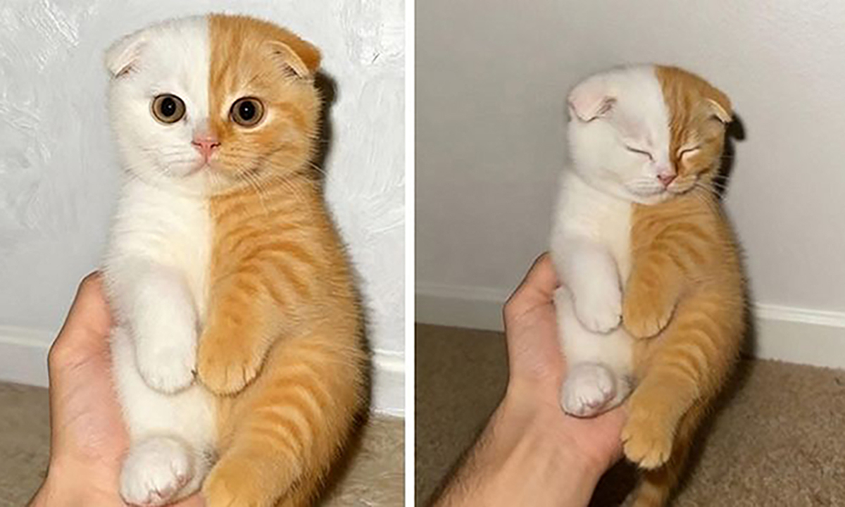 아수라 백작? 흰색 반, 주황색 반…세상에 단 한 마리 ‘반반 고양이’의 비밀