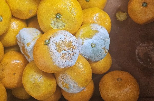 “우리 엄마도 귤에 곰팡이만 떼고 먹었는데”…건강에 문제없을까? [수민이가 궁금해요]