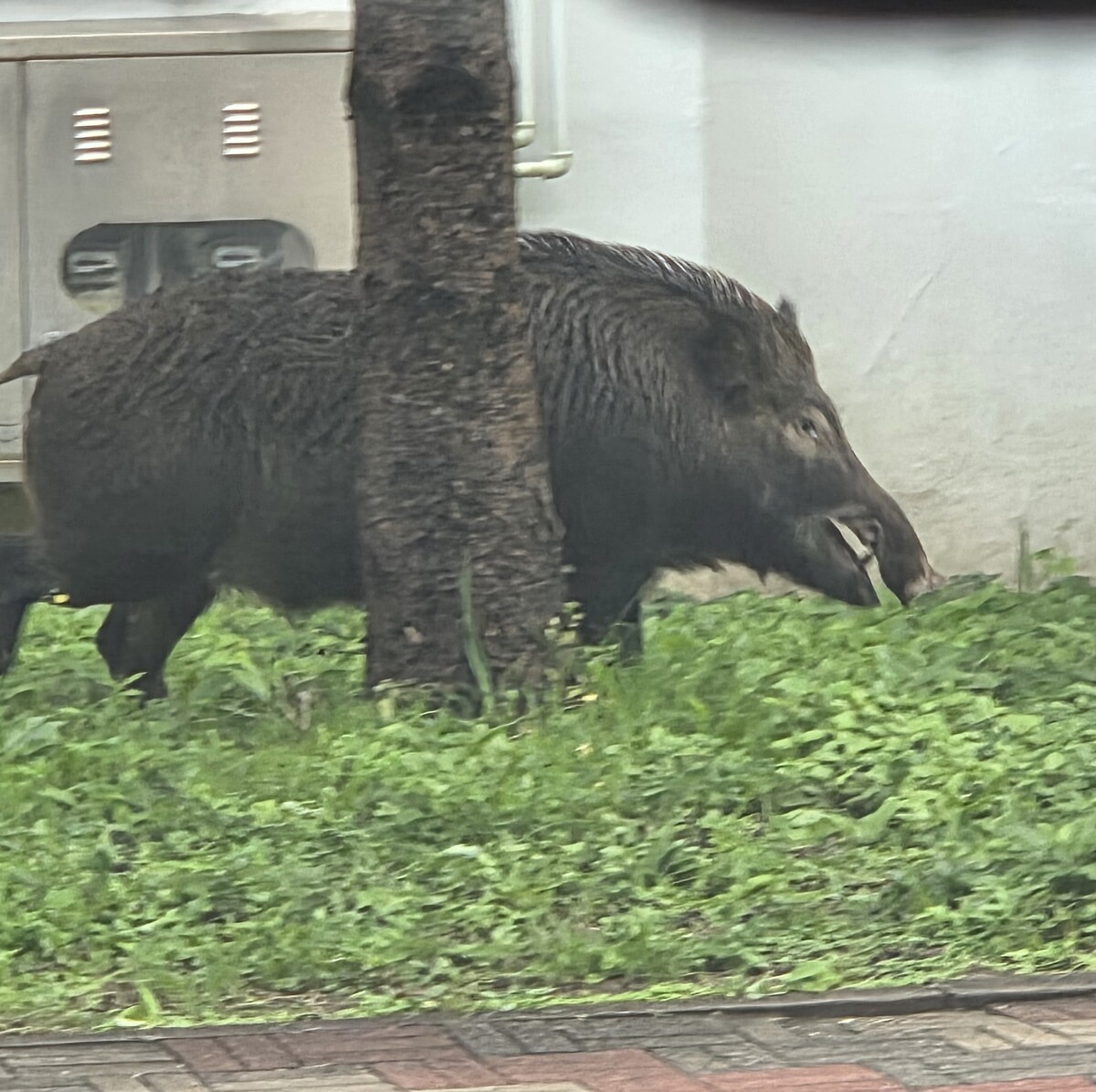 [단독] 도심 멧돼지 출몰 급증…올해도 1000건 돌파 예상