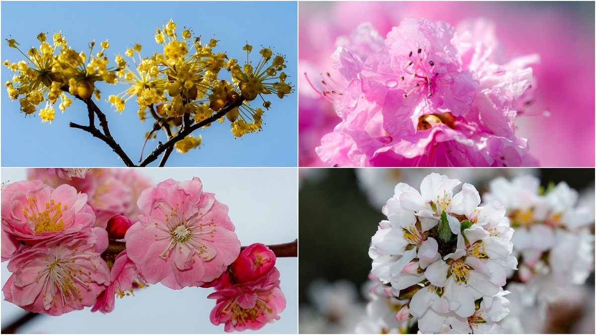 주말 꽃 구경 어디로 가볼까? 4월 봄꽃 나들이 명소 [한강로 사진관]